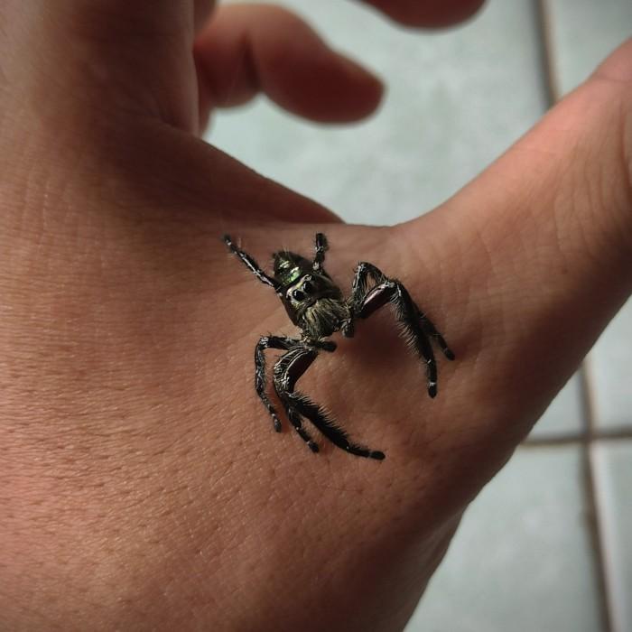 jumping spider hyllus diardi male