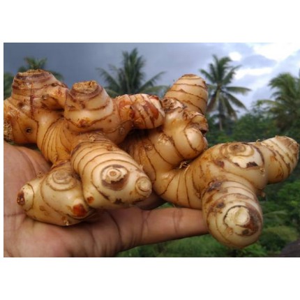 

TERBARU Lengkuas segar 500 gram
