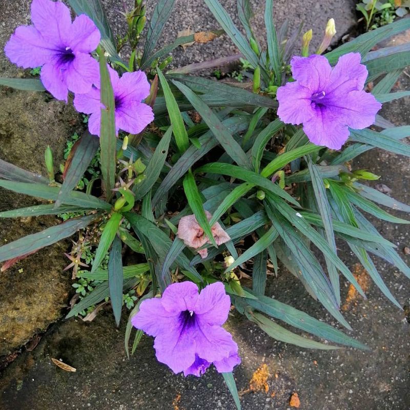 stek bunga kencana ungu | stek ruellia tuberosa brittoniana | bunga terompet |