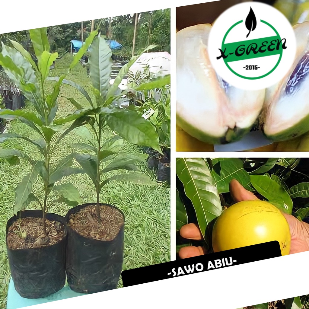 Pohon Buah Sawo Abiu / Sawo Australia - (X-Green)