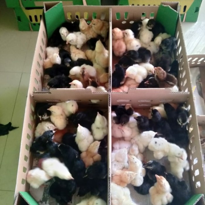 DOC ayam Joper | Ayam Jawa Super I Ayam Kampung Super I Bibit ayam Joper