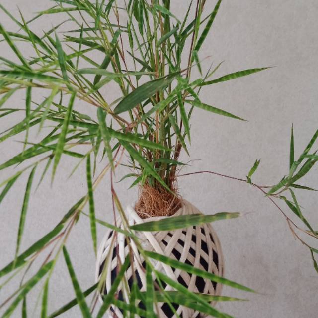 Tanaman Hias Bambu jepang