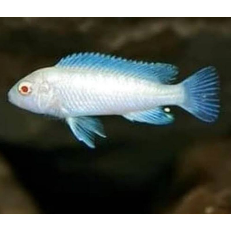 Hiasan Aquarium Snow White Cichlid