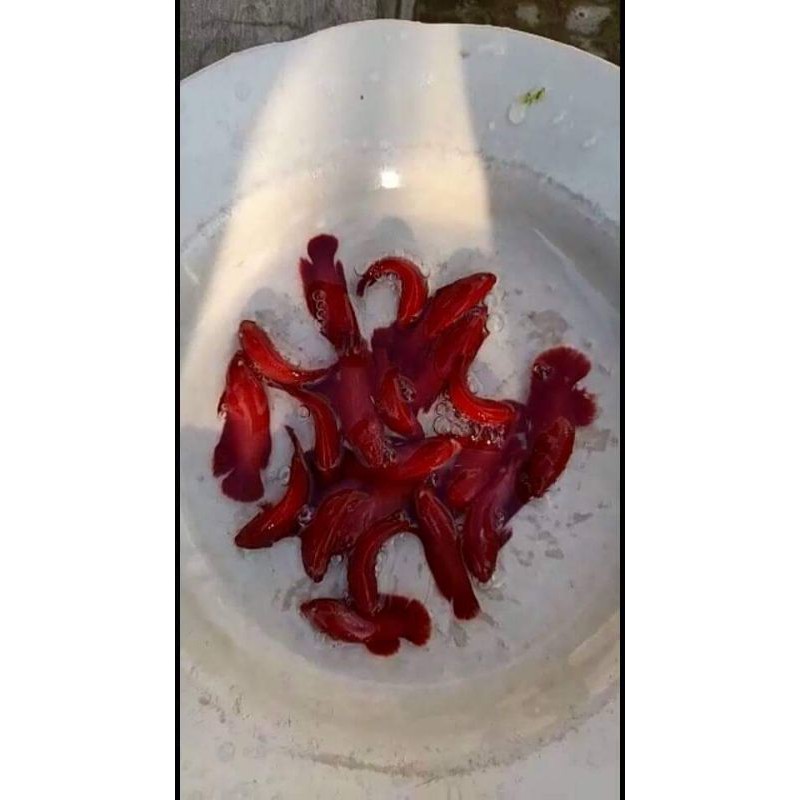 ikan cupang pk(plakat) super red  warna asli