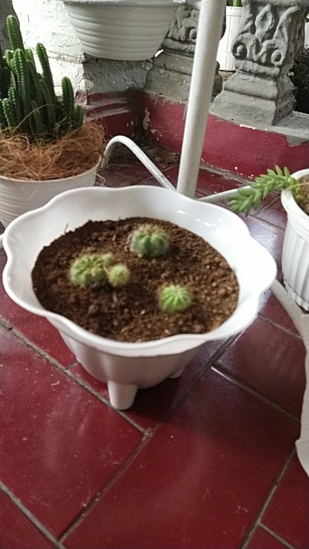 Pot Bunga Kaki Plastik 20 Cm