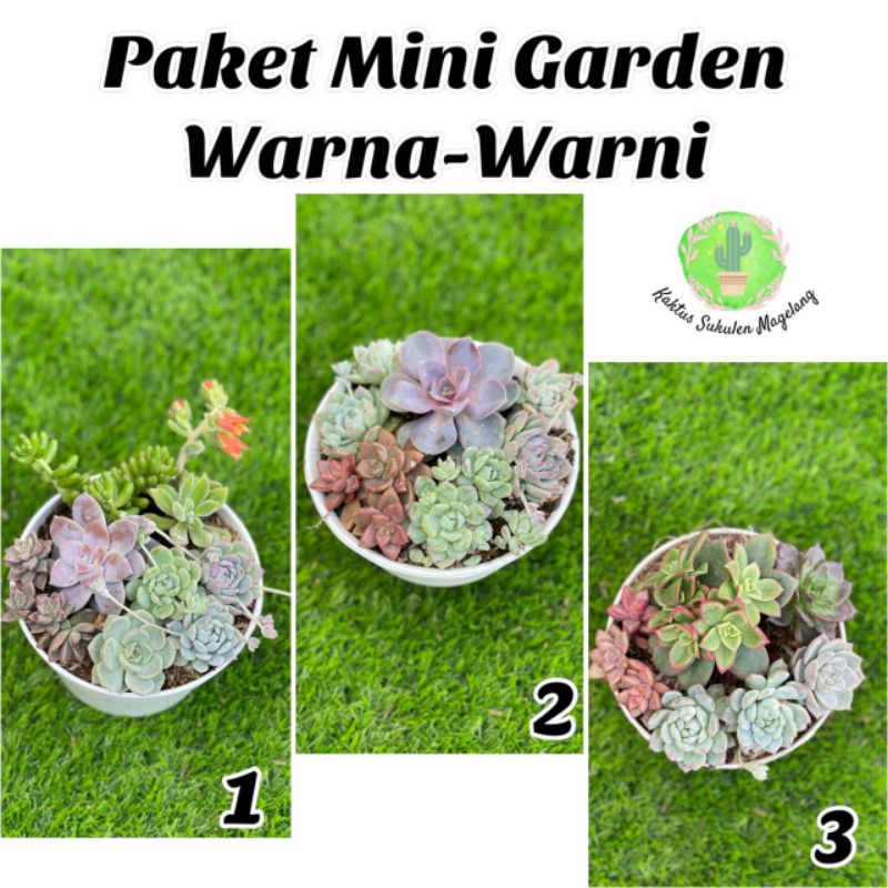 Paket Mini Garden Warna Warni