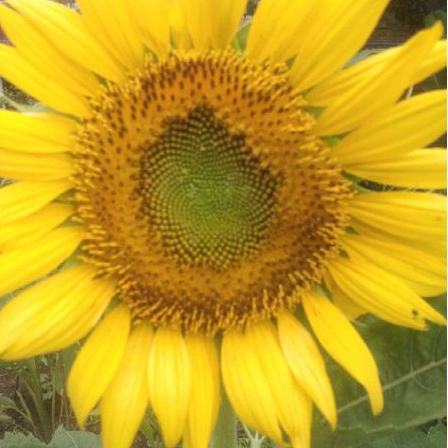 Biji Bunga Matahari/ Benih Bunga  Matahari