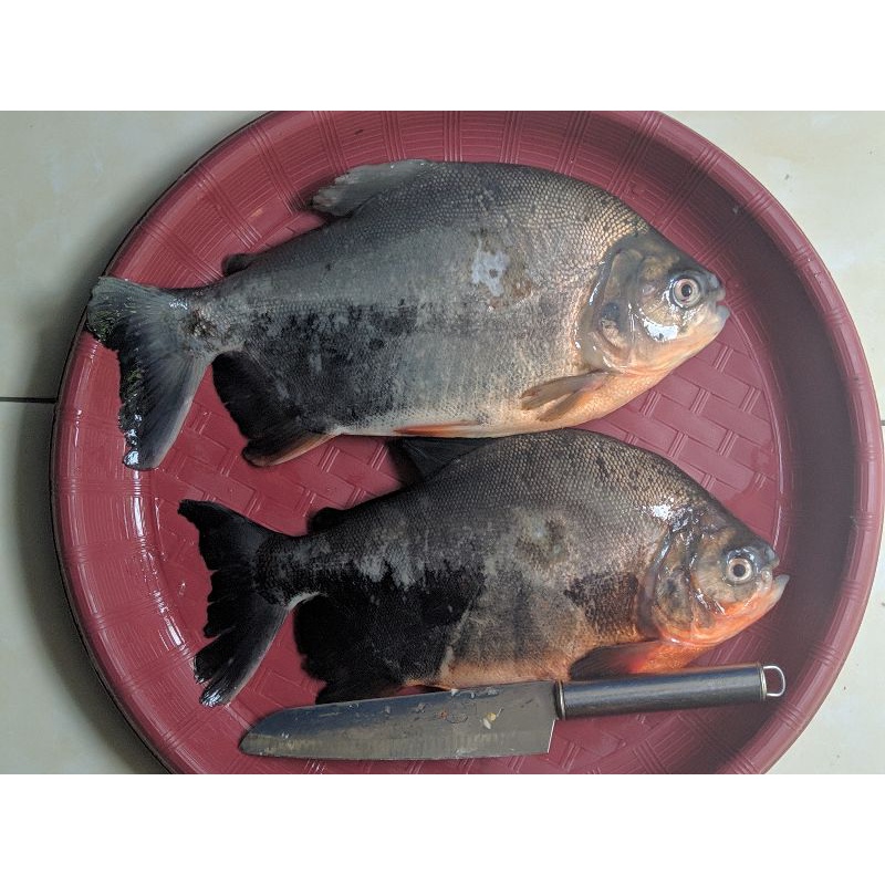 

IKAN BAWAL SEGAR 500gram