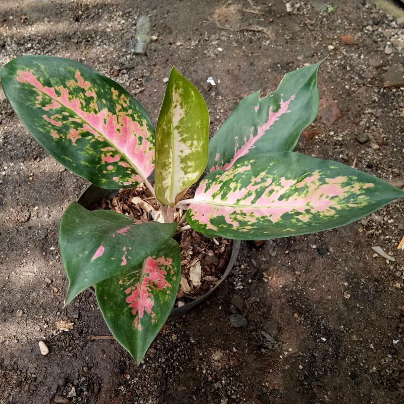 Aglonema Kochin Paramruay || kocin paramroy