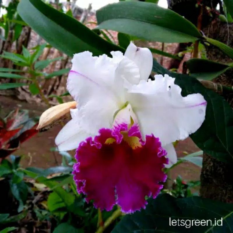 anggrek cattleya dewasa