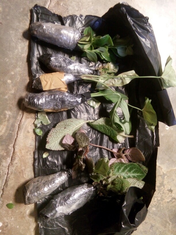 Tanaman Hias Gantung Episcia Merah / Episia Bludru Merah