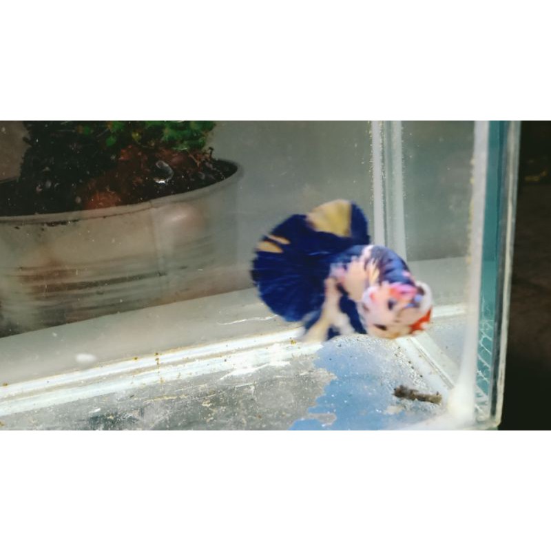 

CUPANG!!HIASYELLOWKOI