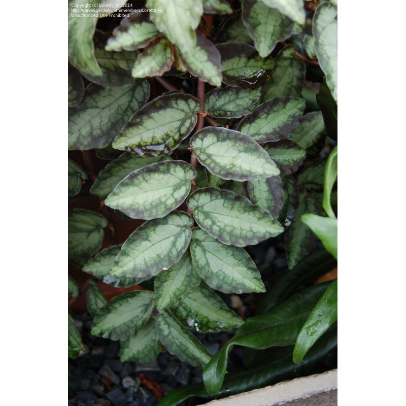 Pellionia Tanaman Gantung Murah Tanaman Gantung Langka Unik Tanaman Rambat Pellionia Shopee Indonesia