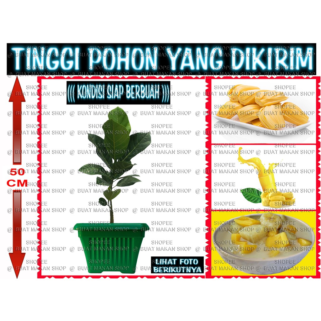 

NANGKATOK