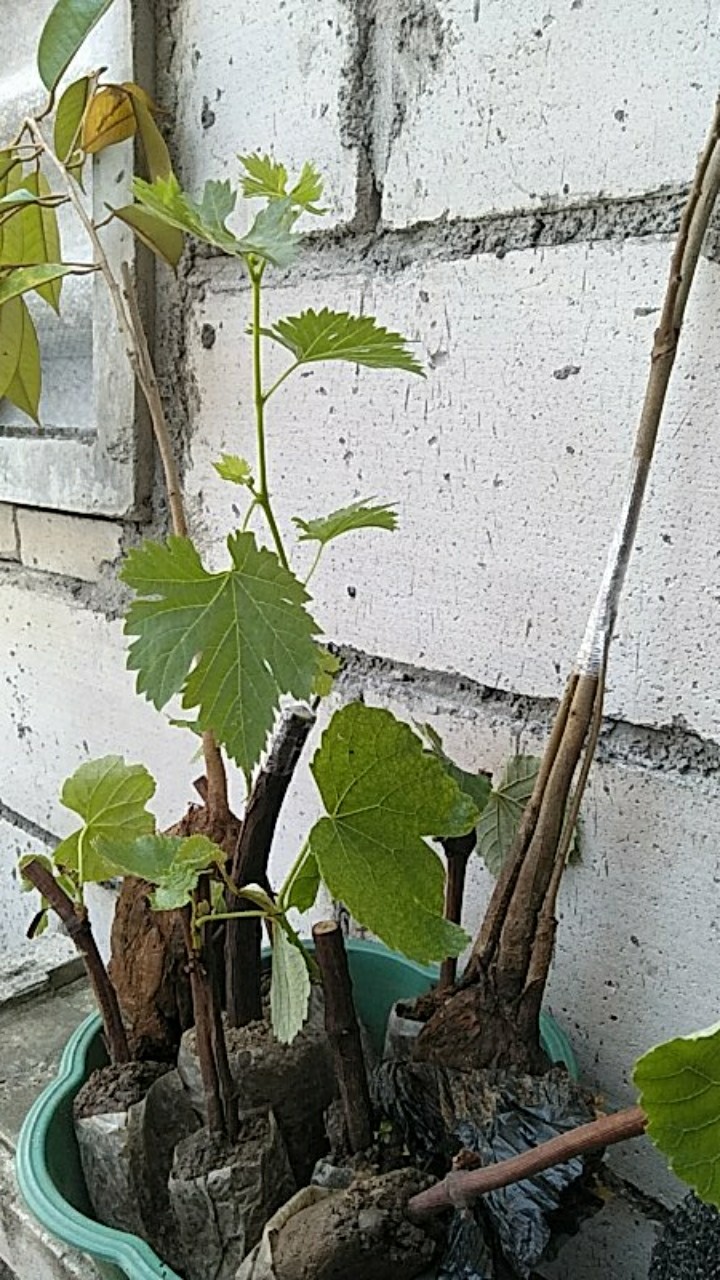 Bibit Anggur Import Beny Pizutello (grafting Asli)