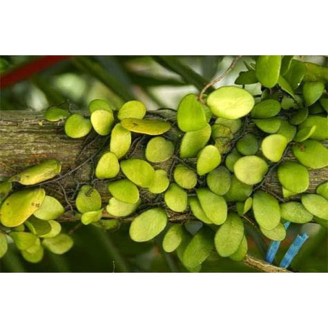 

Daun Sisik Naga Segar 200 grm