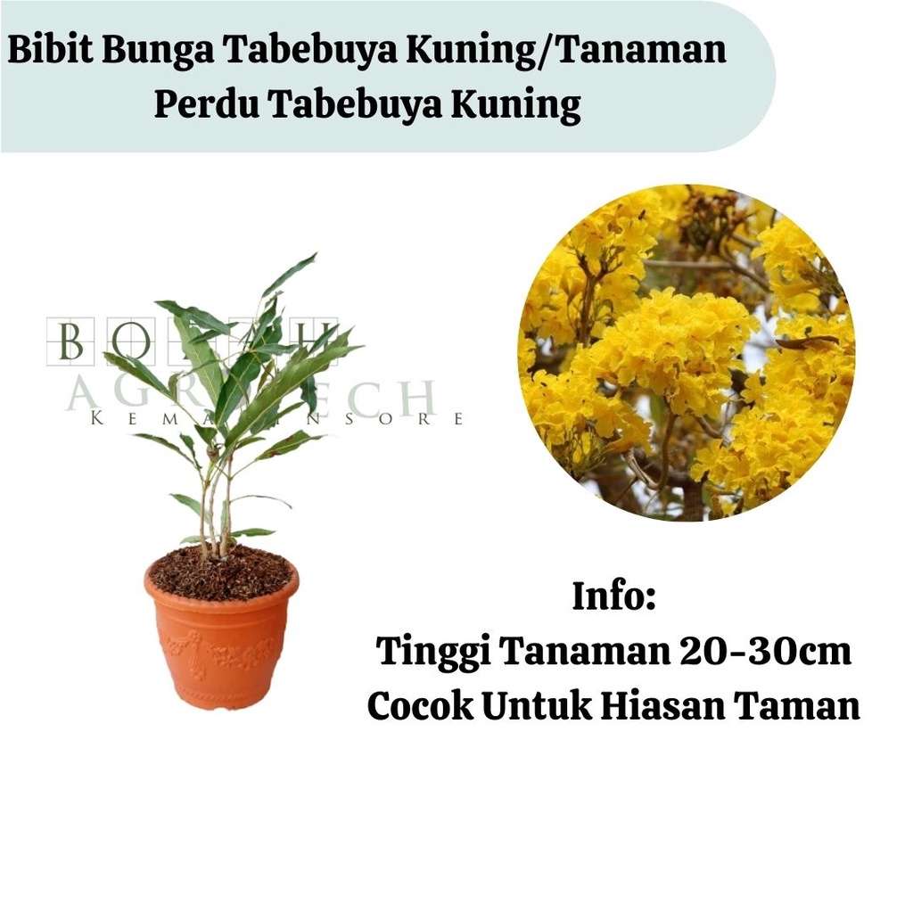 Bibit Bunga Tabebuya Kuning/Tanaman Perdu Tabebuya Kuning/Sakura Lokal Kuning