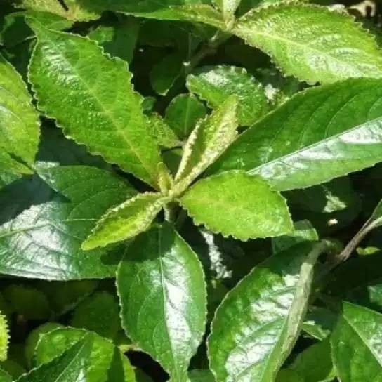 

Jual Daun Kenji Beling Frest 1 kg