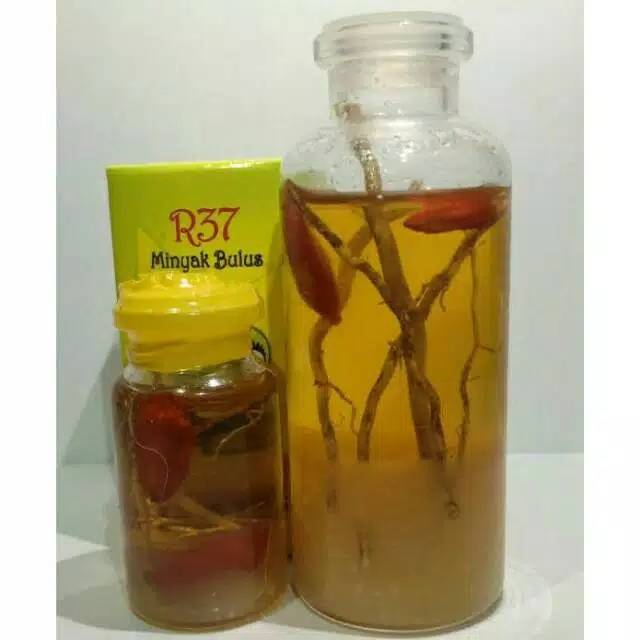 MINYAK BULUS PAPUA GINSENG MERAH R37 ORI ASLI ORIGINAL PEMBESAR