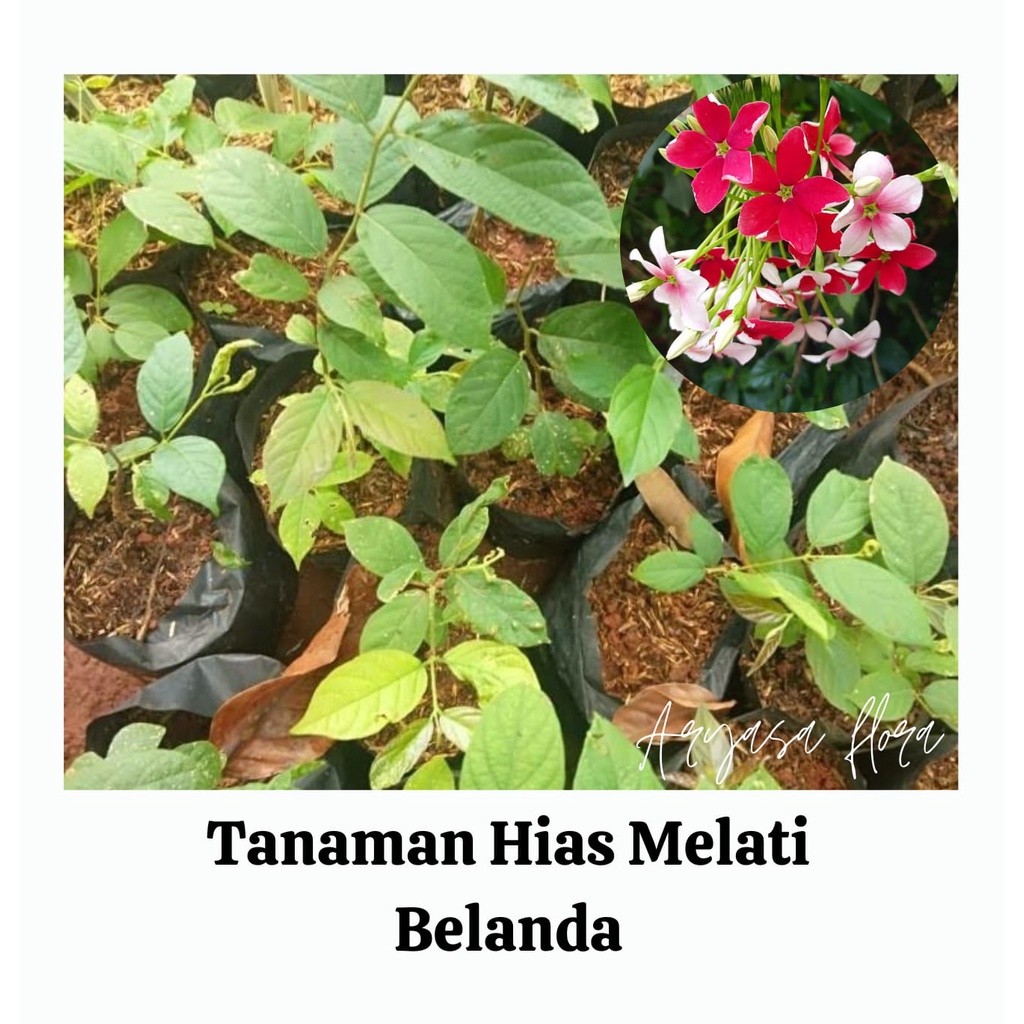 Bibit Melati Belanda Rambat/Tanaman Hias Melati Belanda