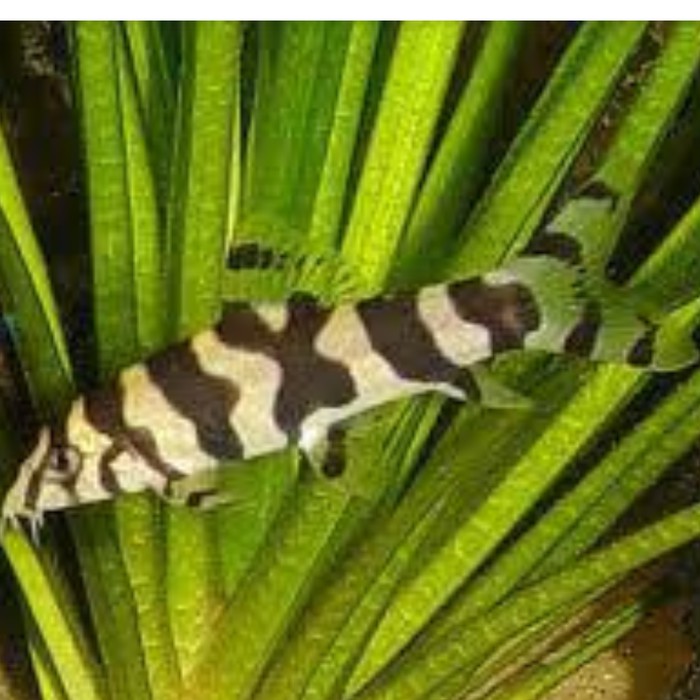 ikan hias botia india