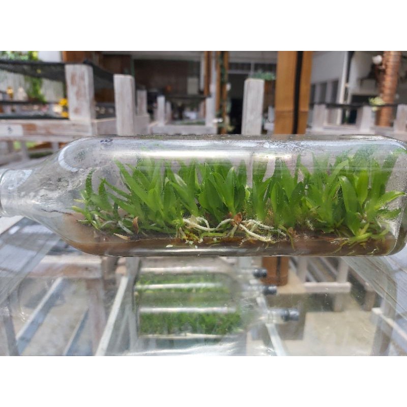 anggrek dendrobium botol whiskey