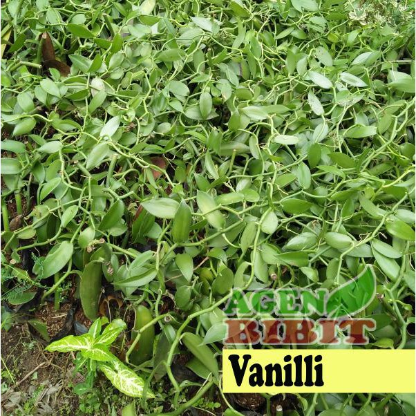 Jual Tanaman Buah Vanili Bibit Pohon Vanilli Rambat Cl R Shopee