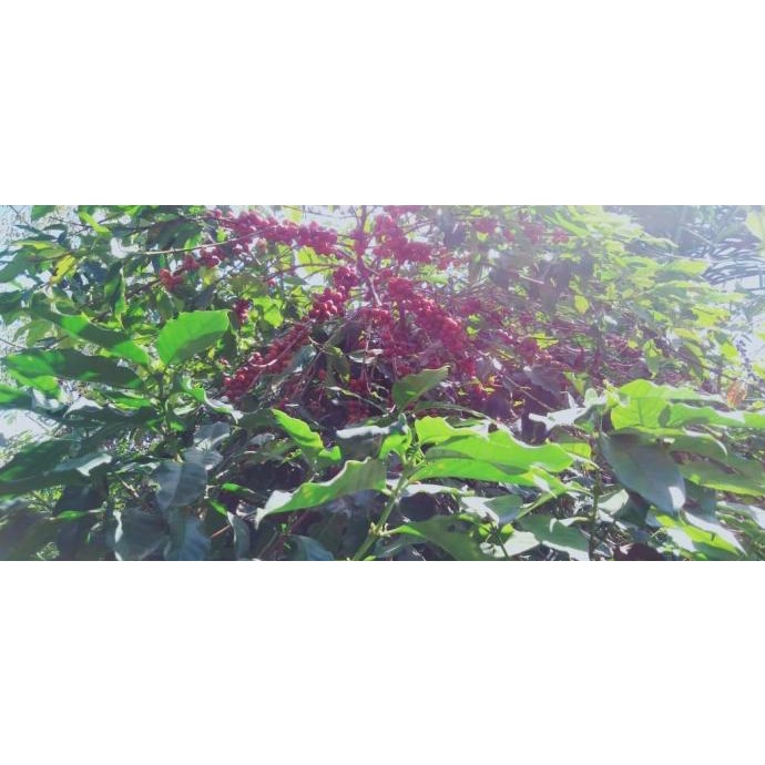 

GREEN BEAN ARABIKA FLORES BAJAWA NATURAL PROCESS / KOPI MENTAH - 1 KG