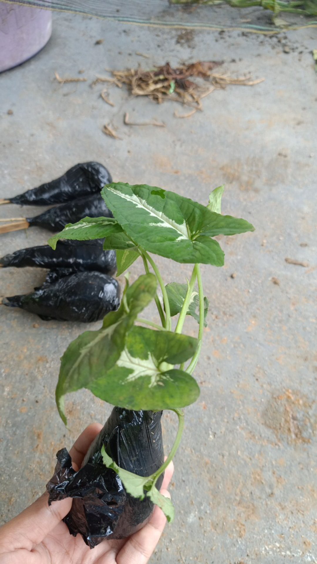 Tanaman Pot Gantung Syngonium Wendlandii / Pohon Syngonium Wendlandii