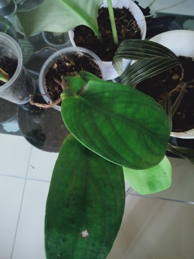 Rhapidipora Korthalsii