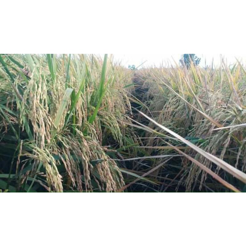 Benih padi CL 284 5kg