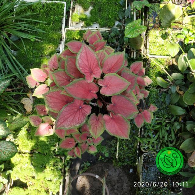 Caladium red jaguar daun ganda keladi hias thailand