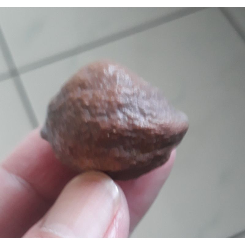 Muncang Adu Yanti Sagara Urgen Full Tua