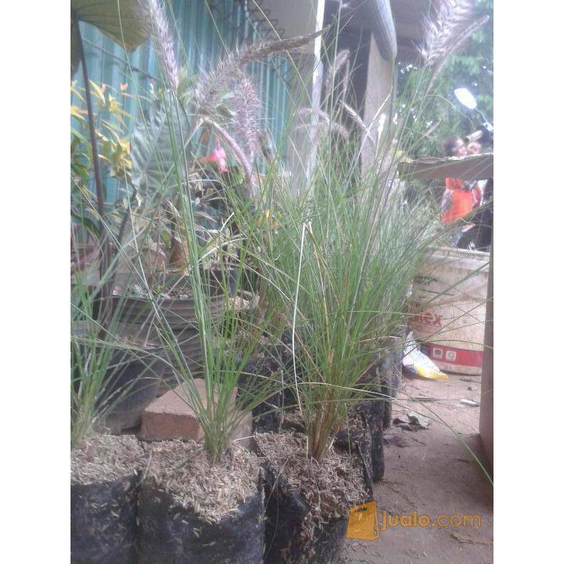 tanaman pecut kuda / pohon ekor kuda/ buntut kuda