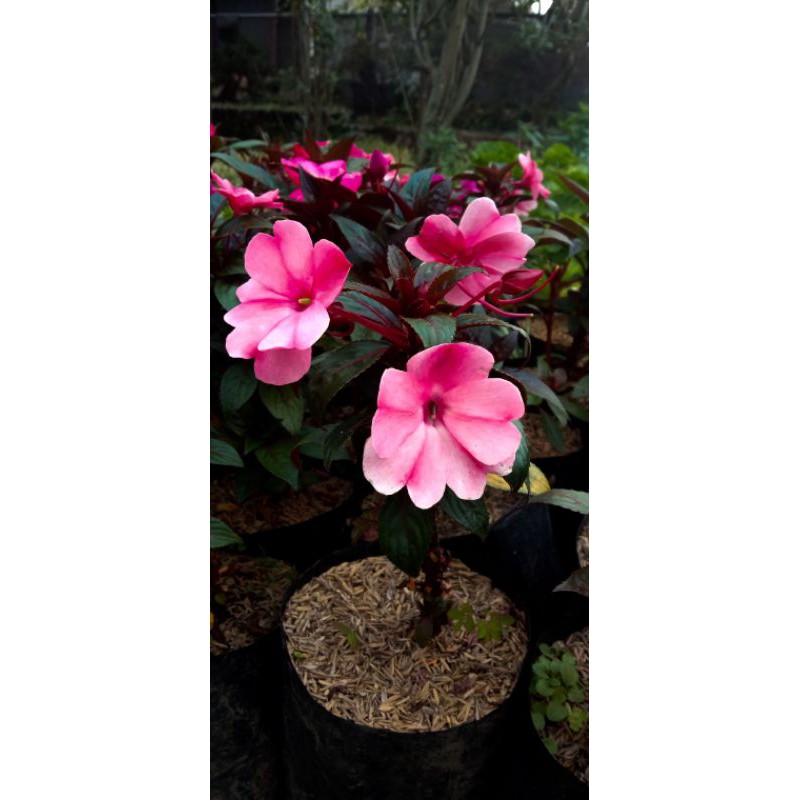 Bunga Pacar Air (Merah, Ungu, Putih, Pink)