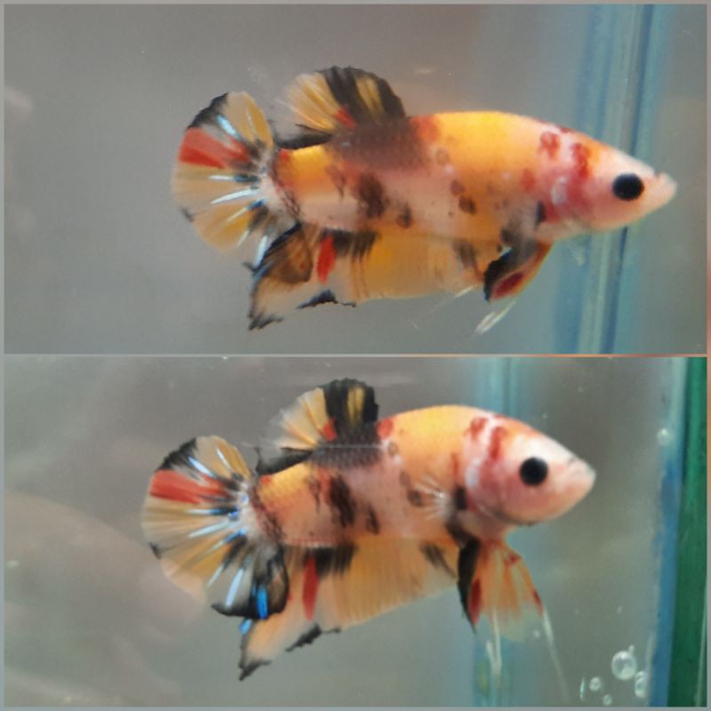 

Ikan Cupang Yellow Koi