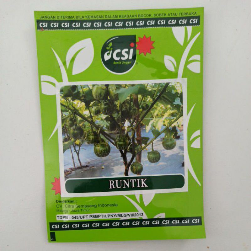 

Terong RUNTIK