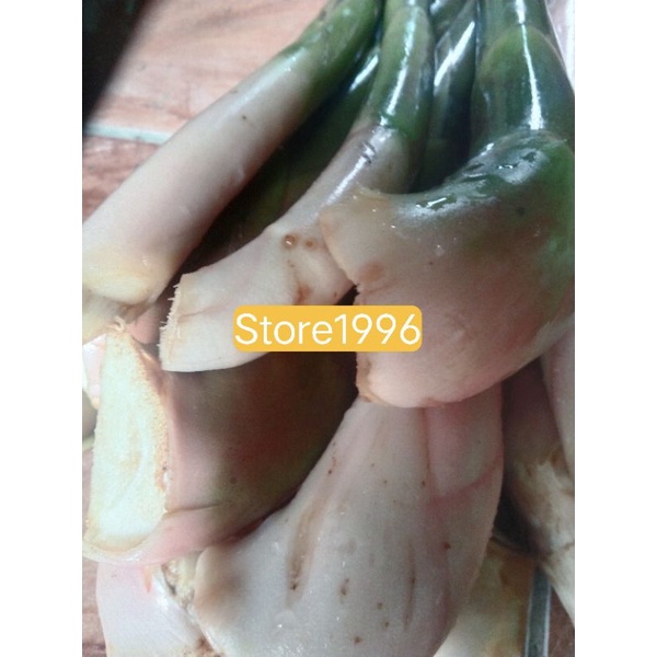 

honje muda sayur ataw kecombrang sayur 500 grm az