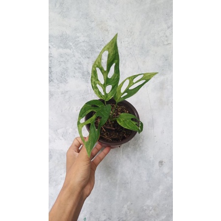 adansoni varigata lokal