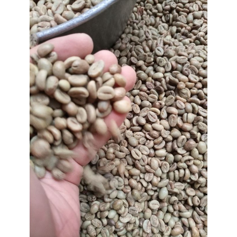 Kopi Biji Robusta Temanggung Green Bean Robusta Kopi Mentah Siap Sangrai Bahan Baku Kopi Bubuk