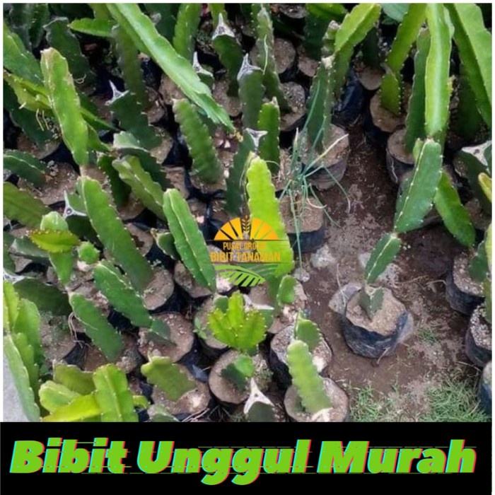 Bibit Buah Naga Putih atau merah atau kuning