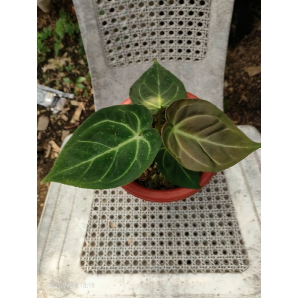 anthurium desleri hybrid