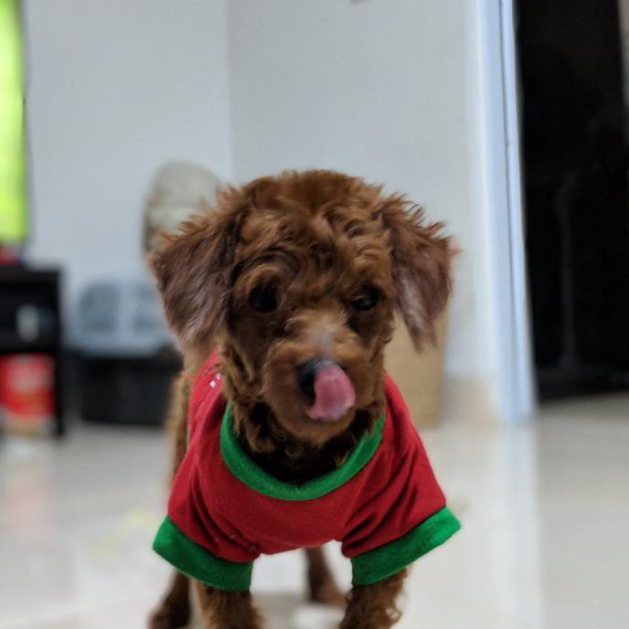 Dijual Perawatan Anjing Teacup Terlaris