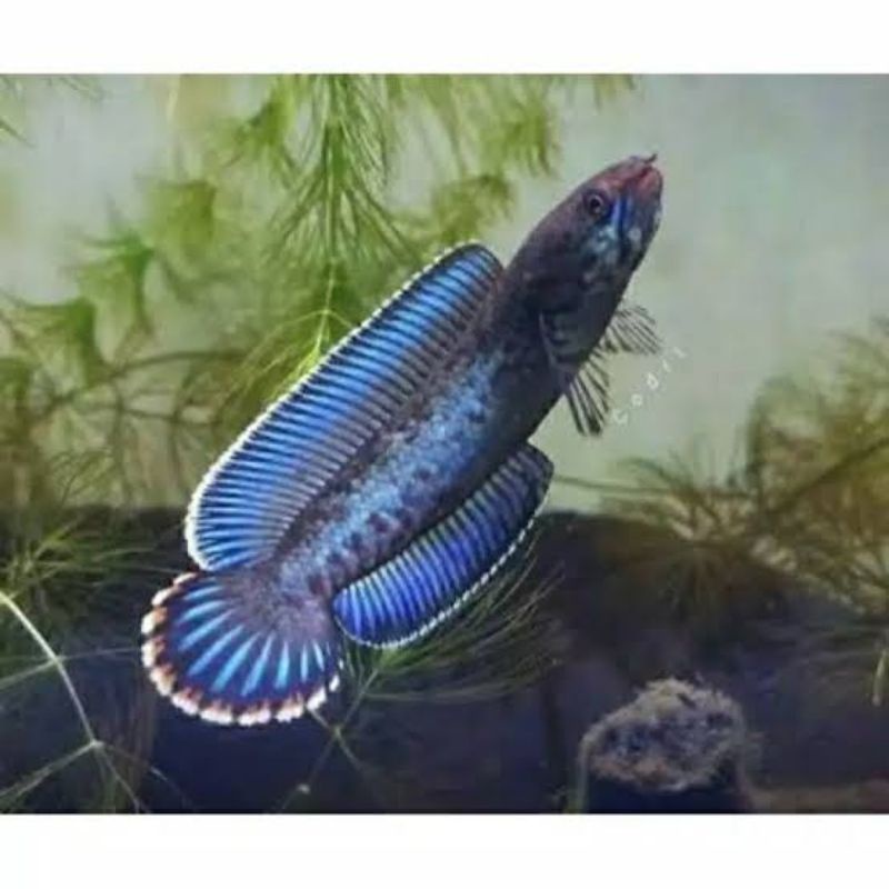 chana andrao grade A calon gondrong berkualitas