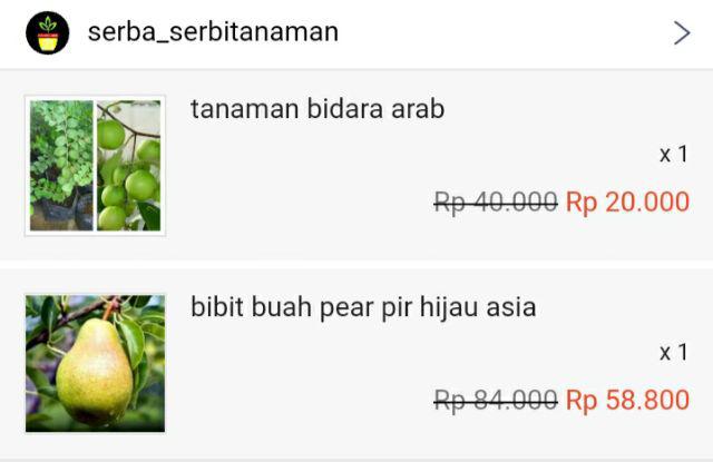 Bibit Buah Pear Pir Hijau Asia