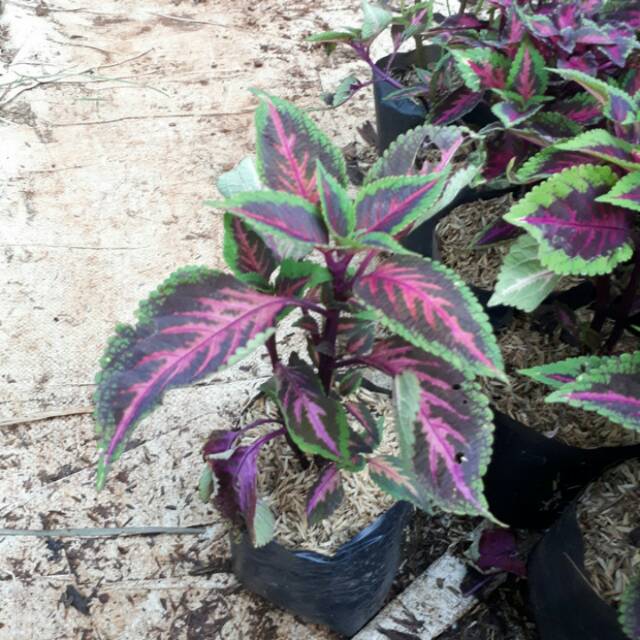 Tanaman Hias miyana - miyana