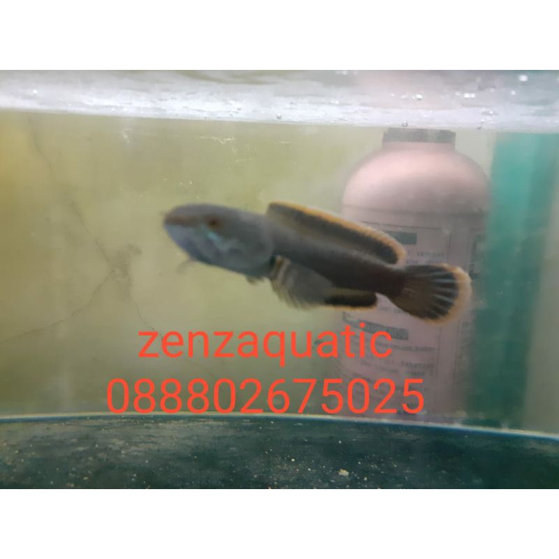 Limbata Rim Tebal Bermental