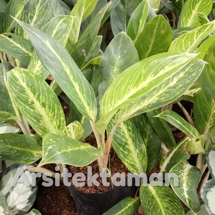tanaman hias blanceng golden - sri rejeki golden - aglonema golden