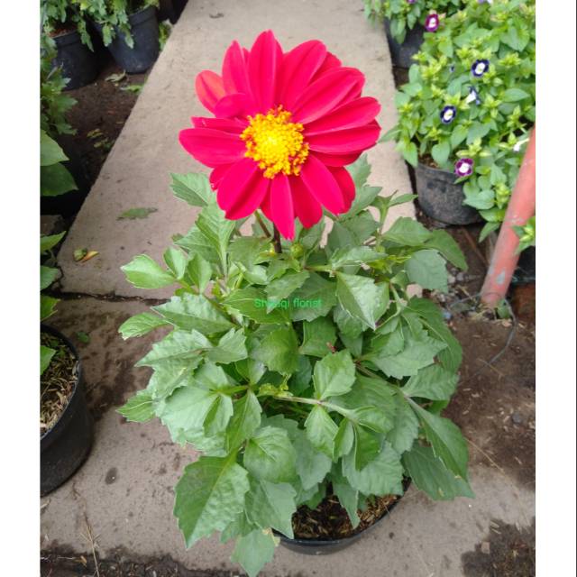 Bunga Dahlia Mini Shopee Indonesia