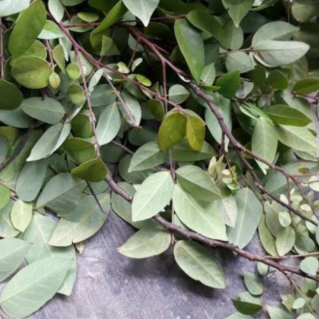 

PAKET HEMAT JUAL DAUN BELINGBING SEGAR